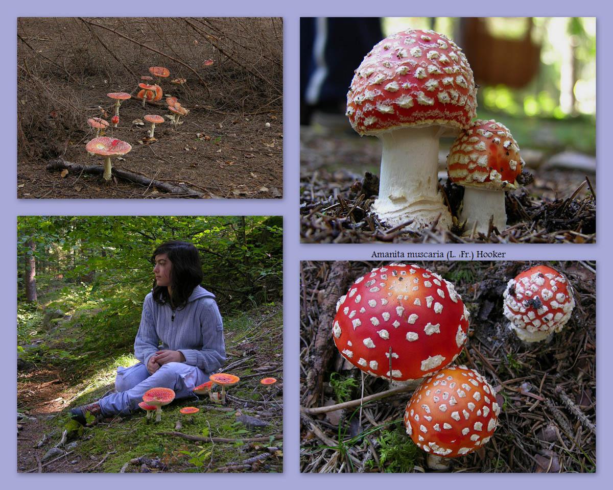 Amanita muscaria (L. :Fr.) Hooker